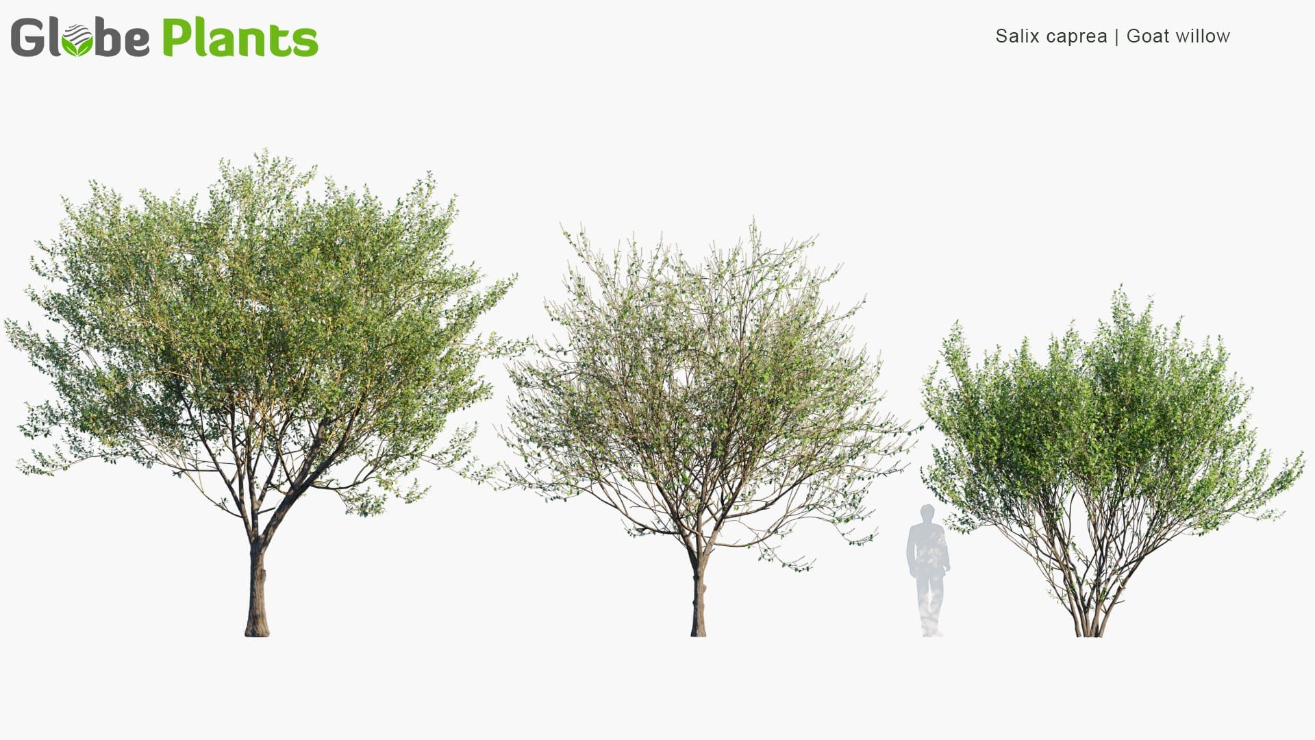 Salix Caprea 3D Model