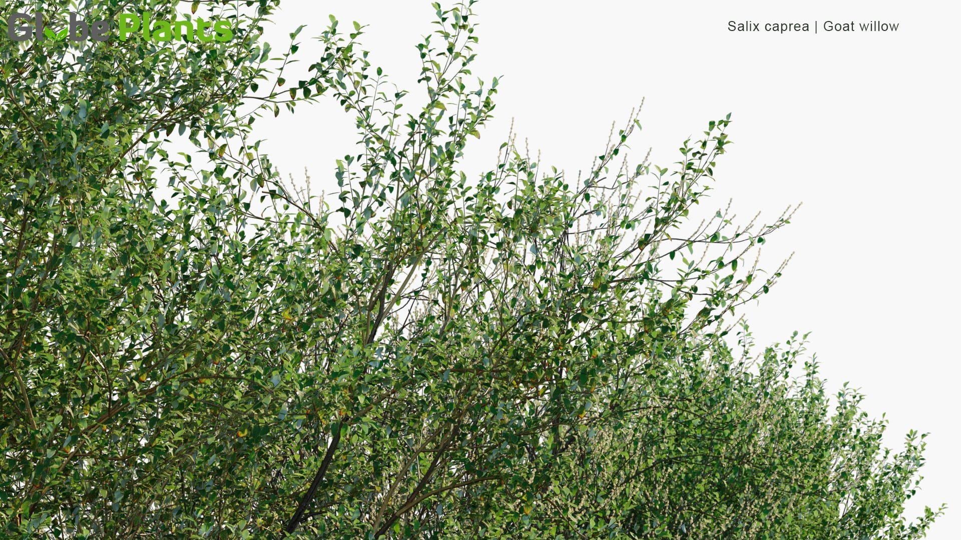 Salix Caprea - Goat Willow, Pussy Willow, Great Sallow (3D Model)