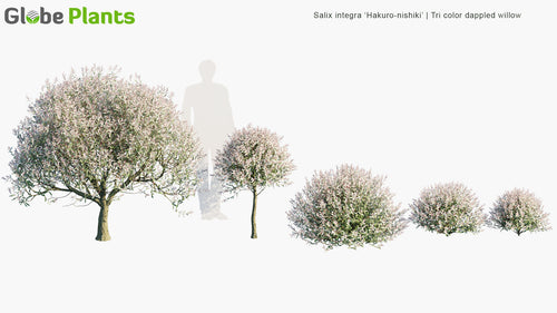 Salix Integra 'Hakuro-Nishiki' 