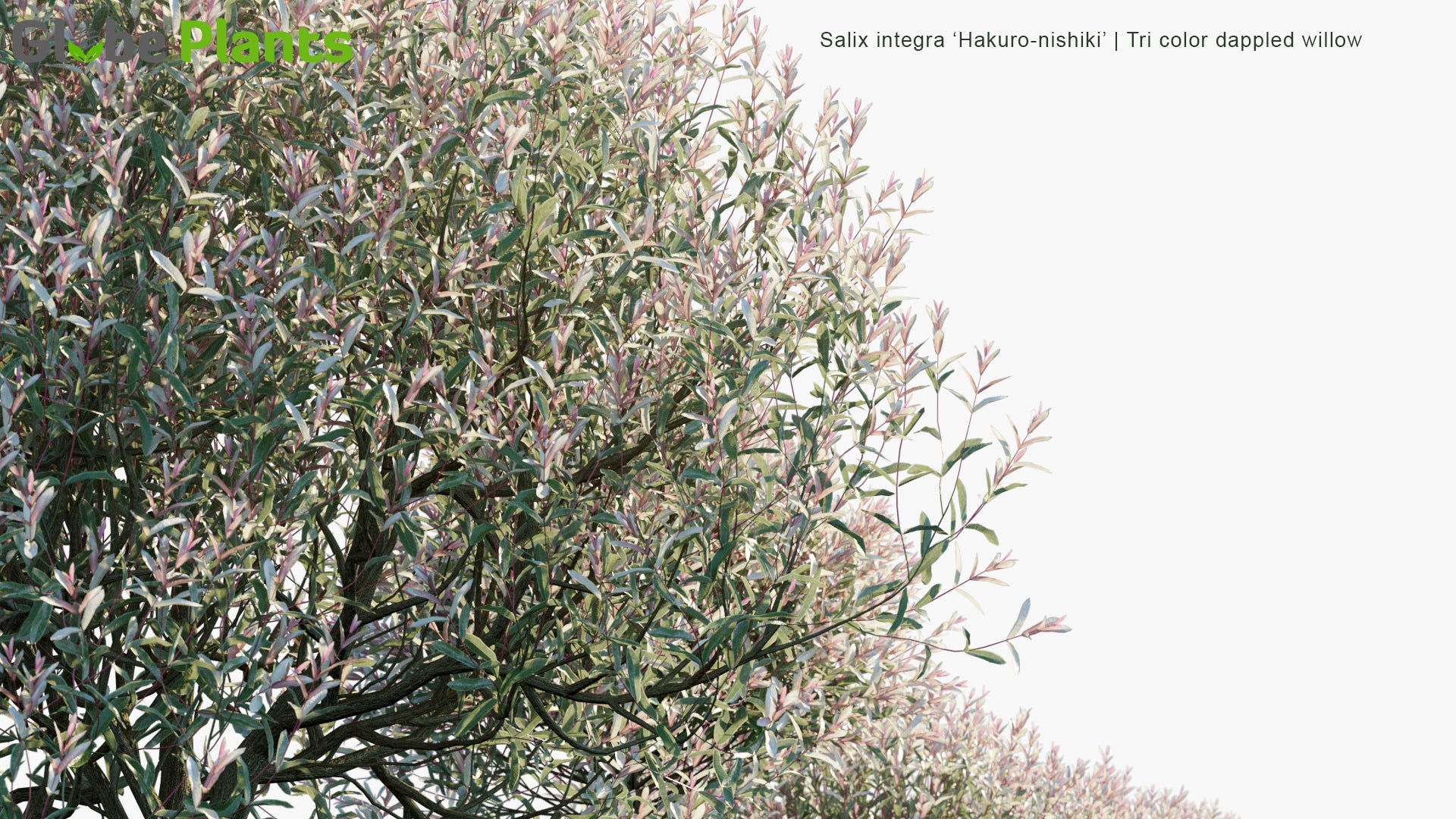 Salix Integra 'Hakuro-Nishiki' - Tri Color Dappled Willow
