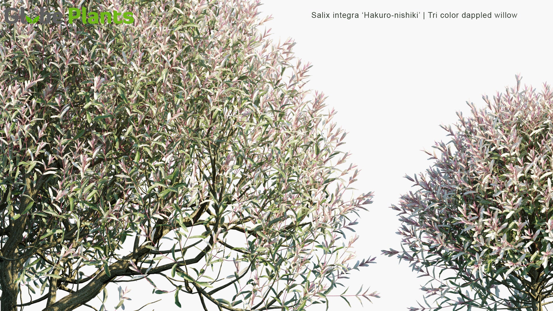 Salix Integra 'Hakuro-Nishiki' - Tri Color Dappled Willow