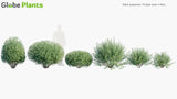 Load image into Gallery viewer, Salix Purpurea - Purple Osier Willow, Alaska Blue Willow