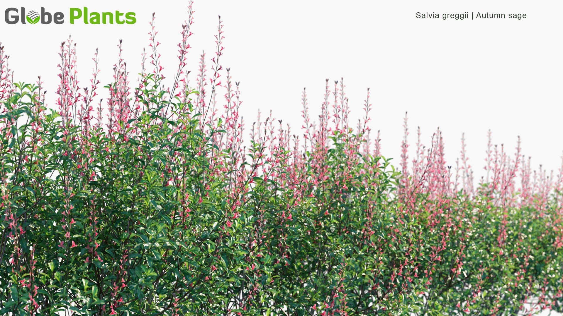 Salvia Greggii - Autumn Sage (3D Model)