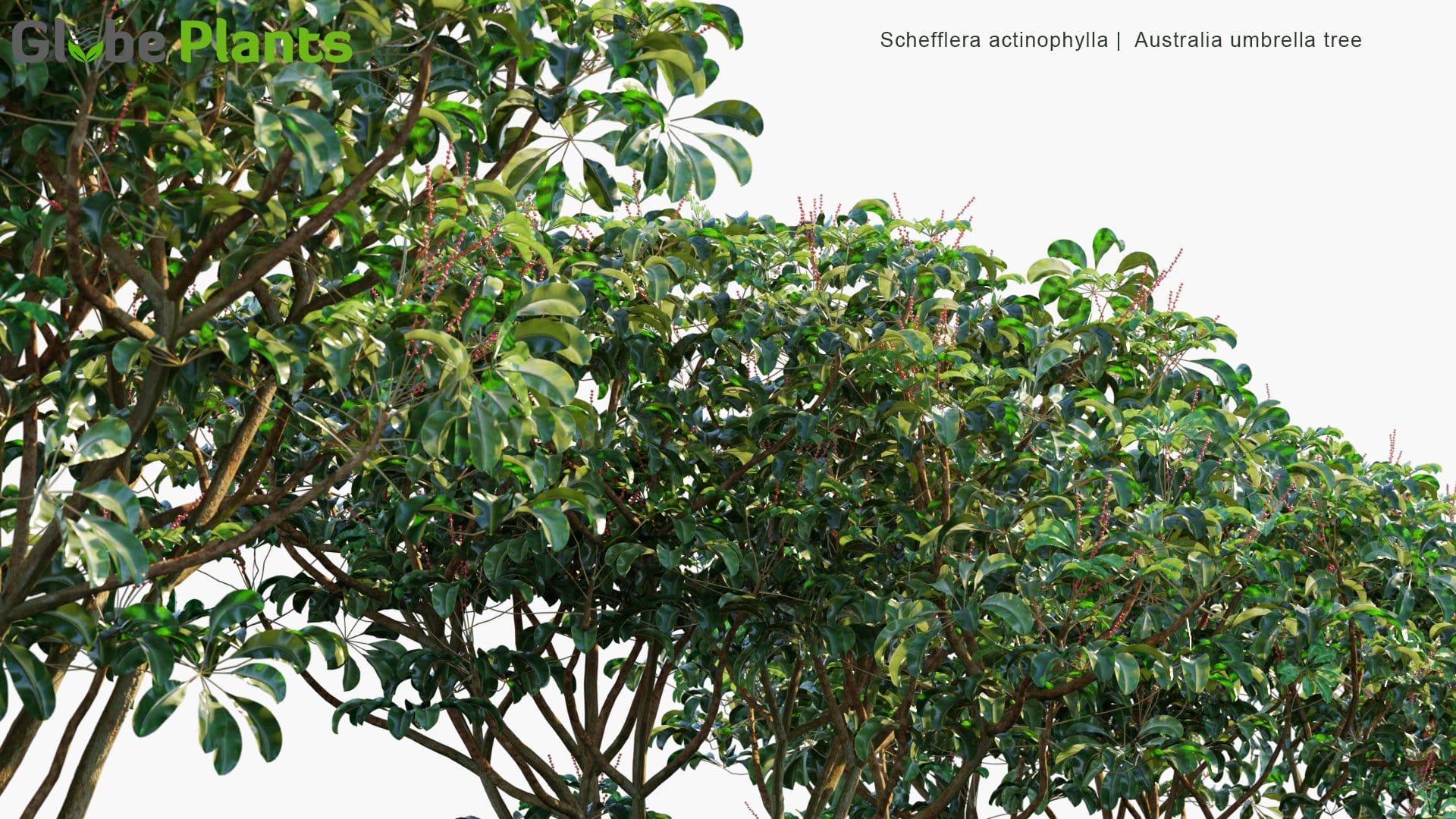 Schefflera Actinophylla 3D Model