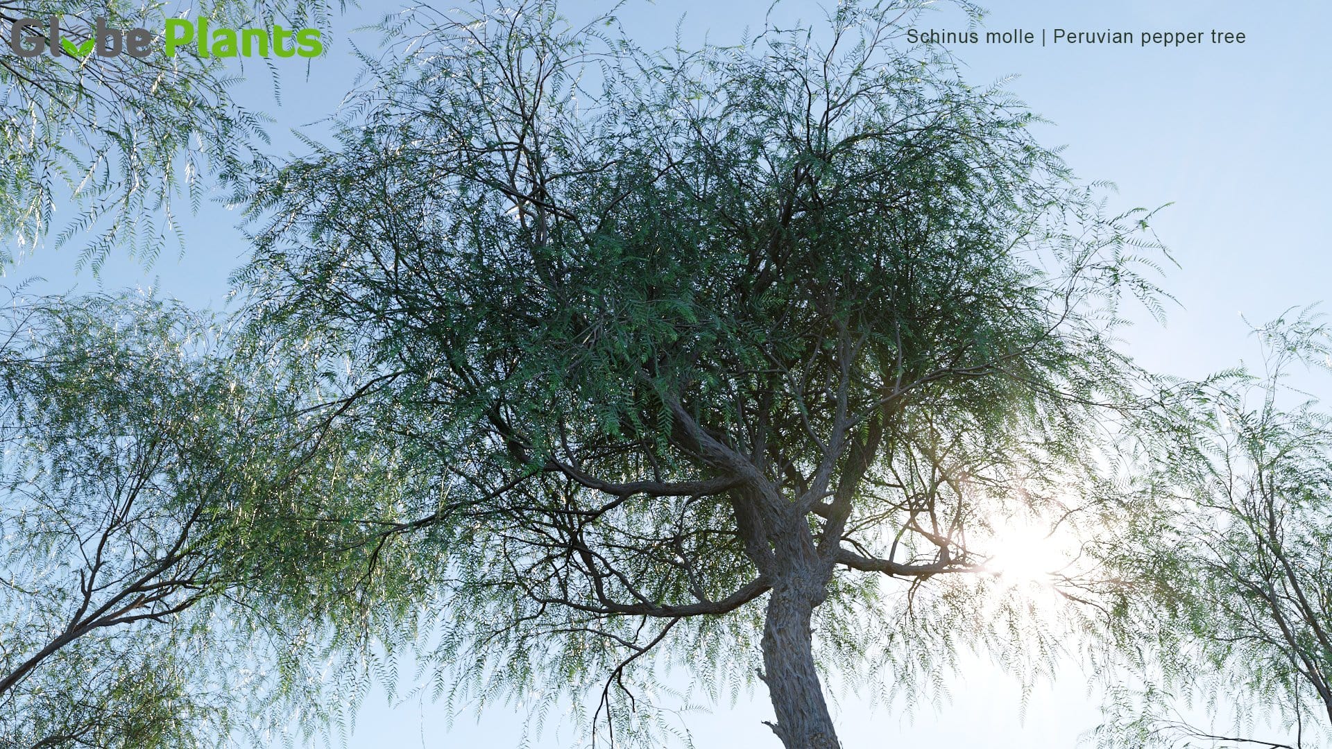Schinus Molle - Peruvian Pepper Tree (3D Model)