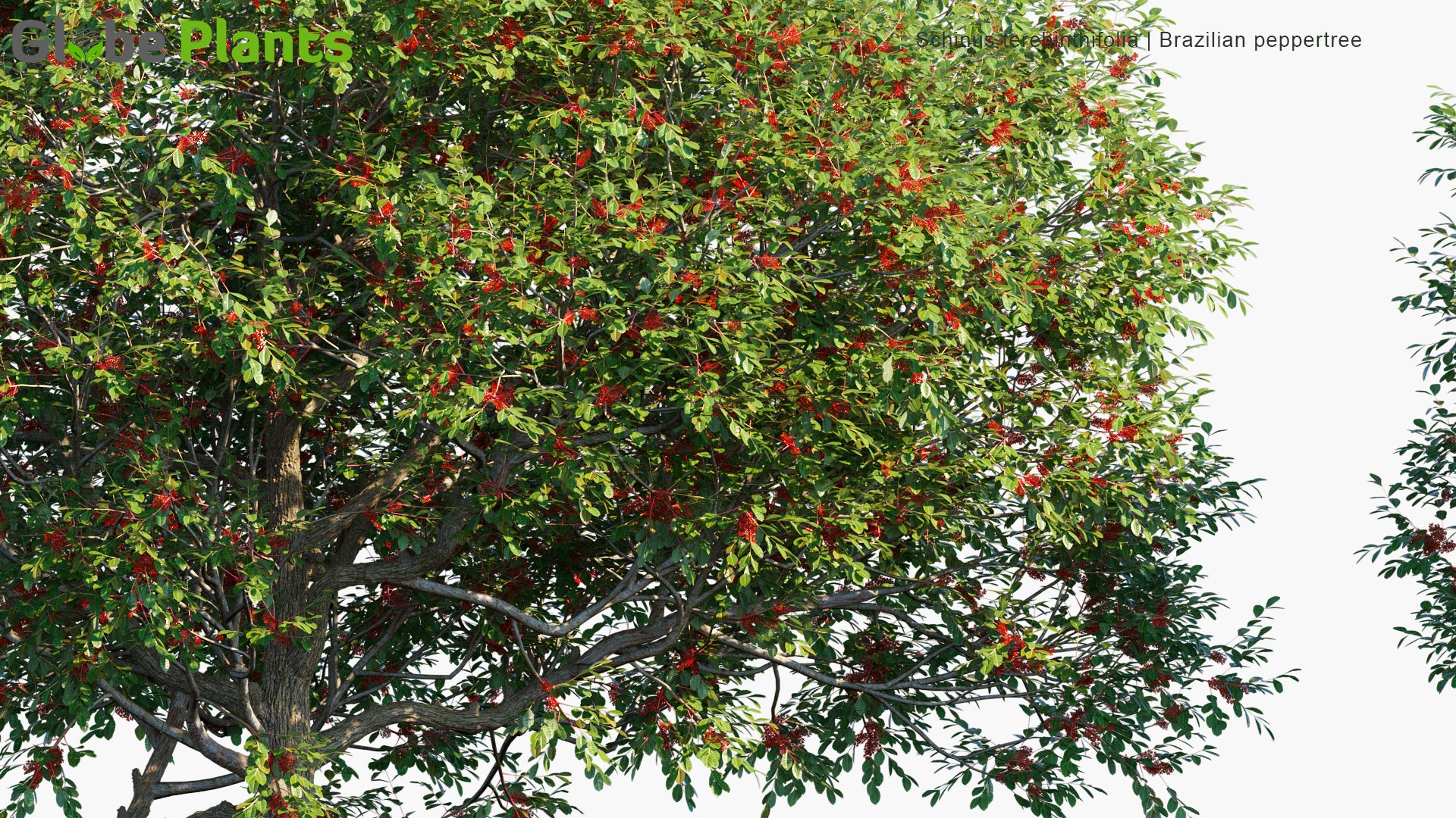 Schinus Terebinthifolia - Brazilian Peppertree, Aroeira, Rose Pepper, Broadleaved Pepper Tree, Wilelaiki, Christmasberry Tree, Florida Holly