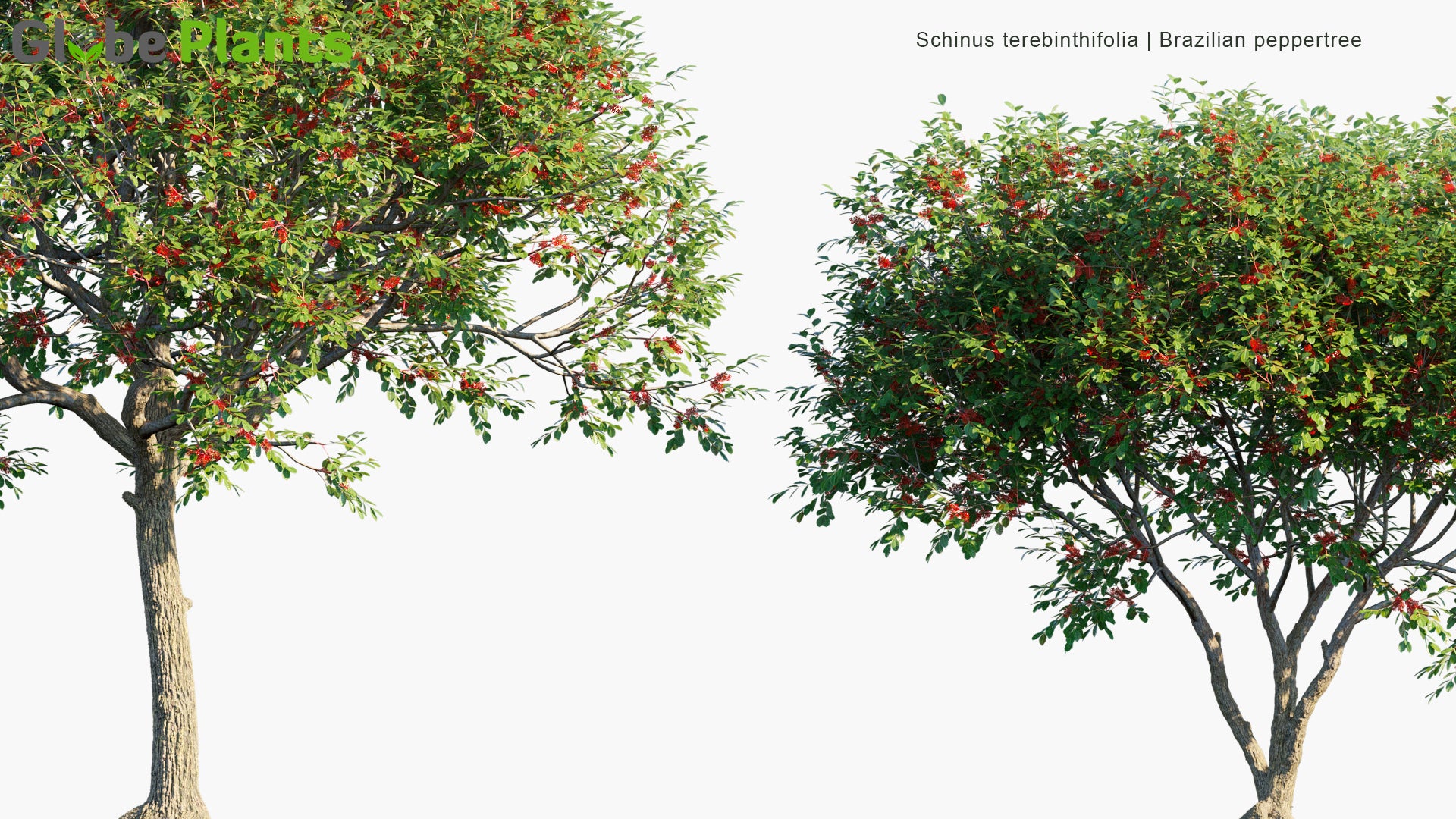 Schinus Terebinthifolia - Brazilian Peppertree, Aroeira, Rose Pepper, Broadleaved Pepper Tree, Wilelaiki, Christmasberry Tree, Florida Holly