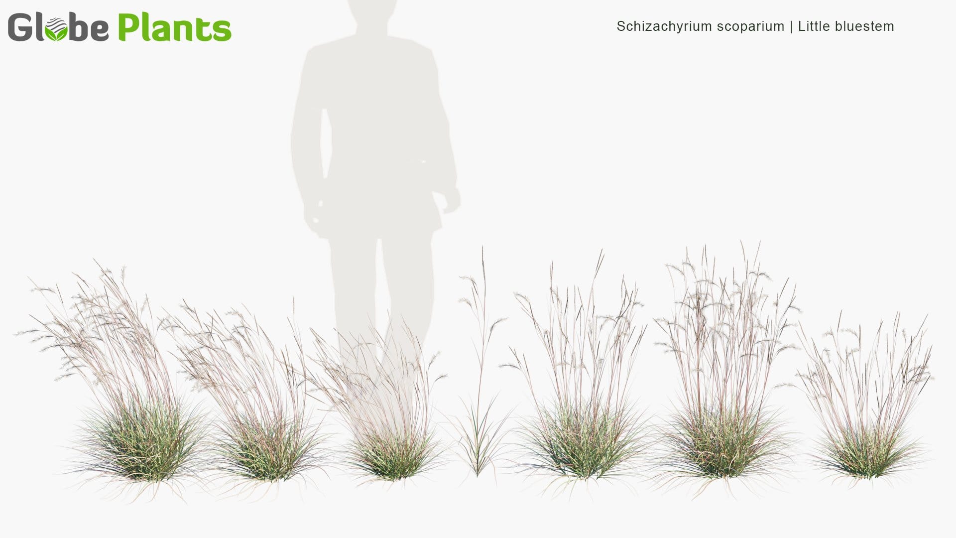 Schizachyrium Scoparium - Little Bluestem, Beard Grass (3D Model)