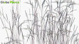 Load image into Gallery viewer, Schizachyrium Scoparium - Little Bluestem, Beard Grass (3D Model)
