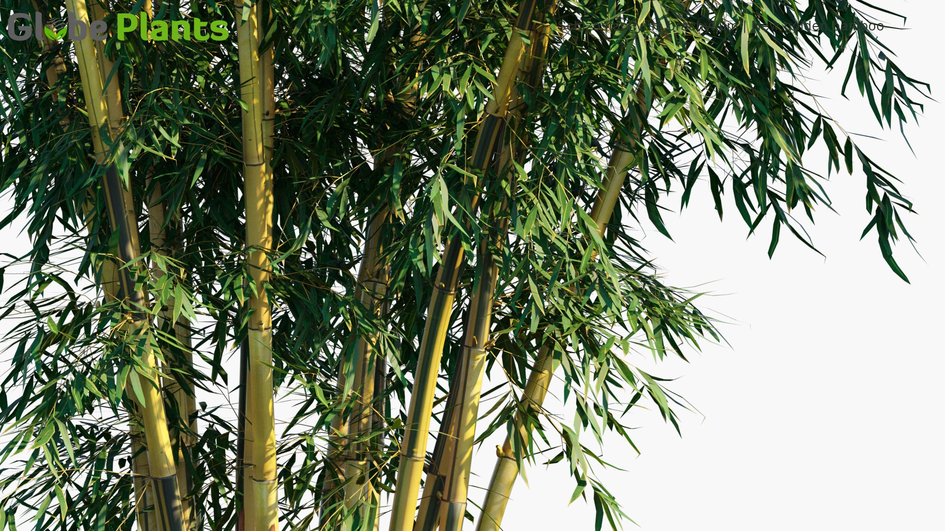 Schizostachyum Brachyllum - New Golden Bamboo, Philippines Construction Bamboo, Pure Yellow Bamboo