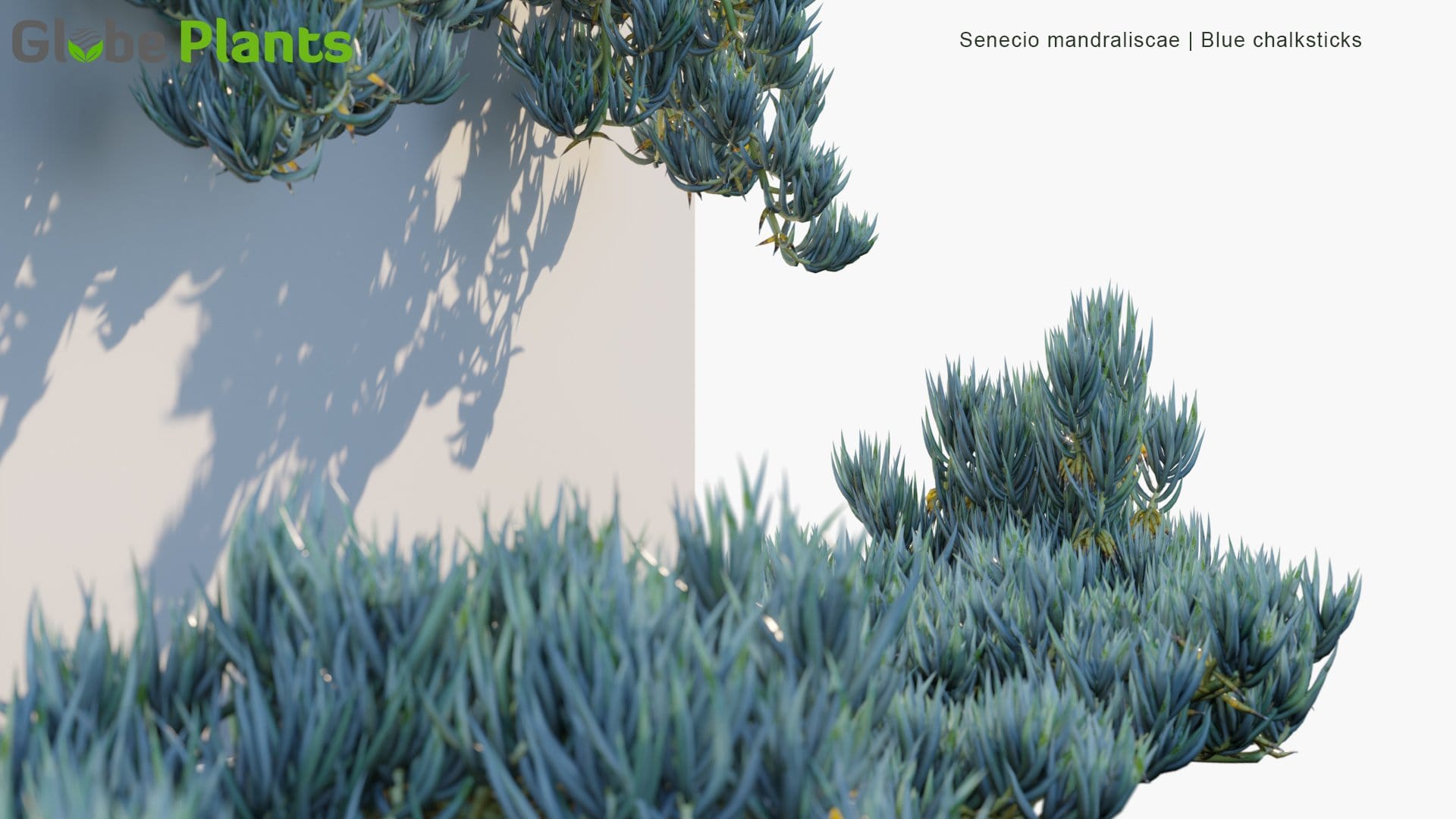 Senecio Mandraliscae - Blue Chalksticks (3D Model)