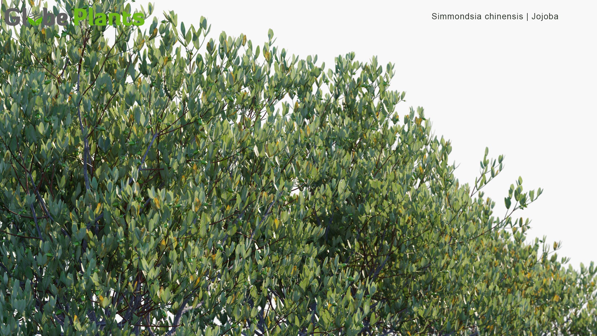 Simmondsia Chinensis - Jojoba, Goat Nut, Deer Nut, Pignut, Wild Hazel, Quinine Nut, Coffeeberry, Gray Box Bush
