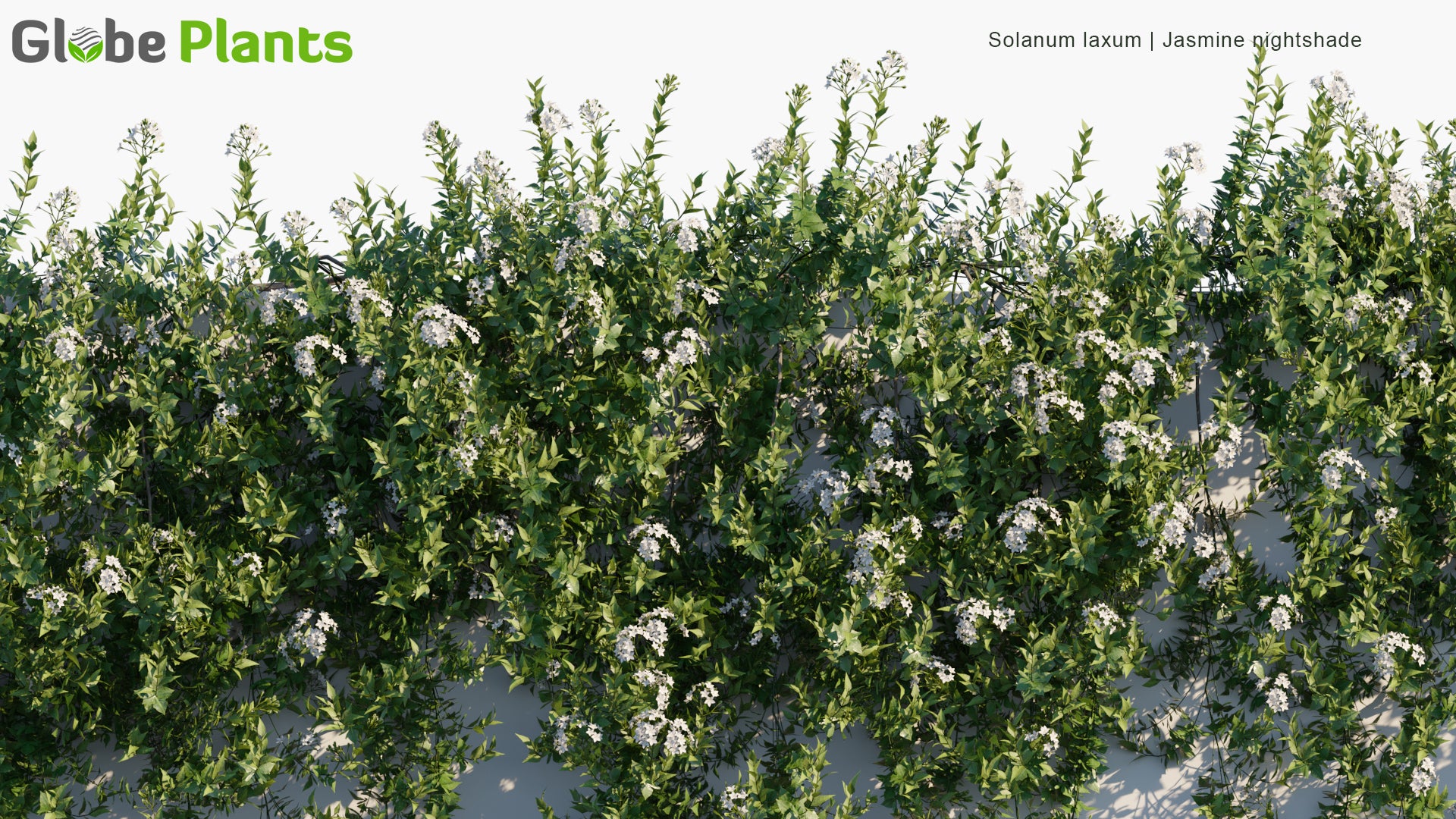 Solanum Laxum - Jasmine Nightshade, Potato Vine (3D Model)