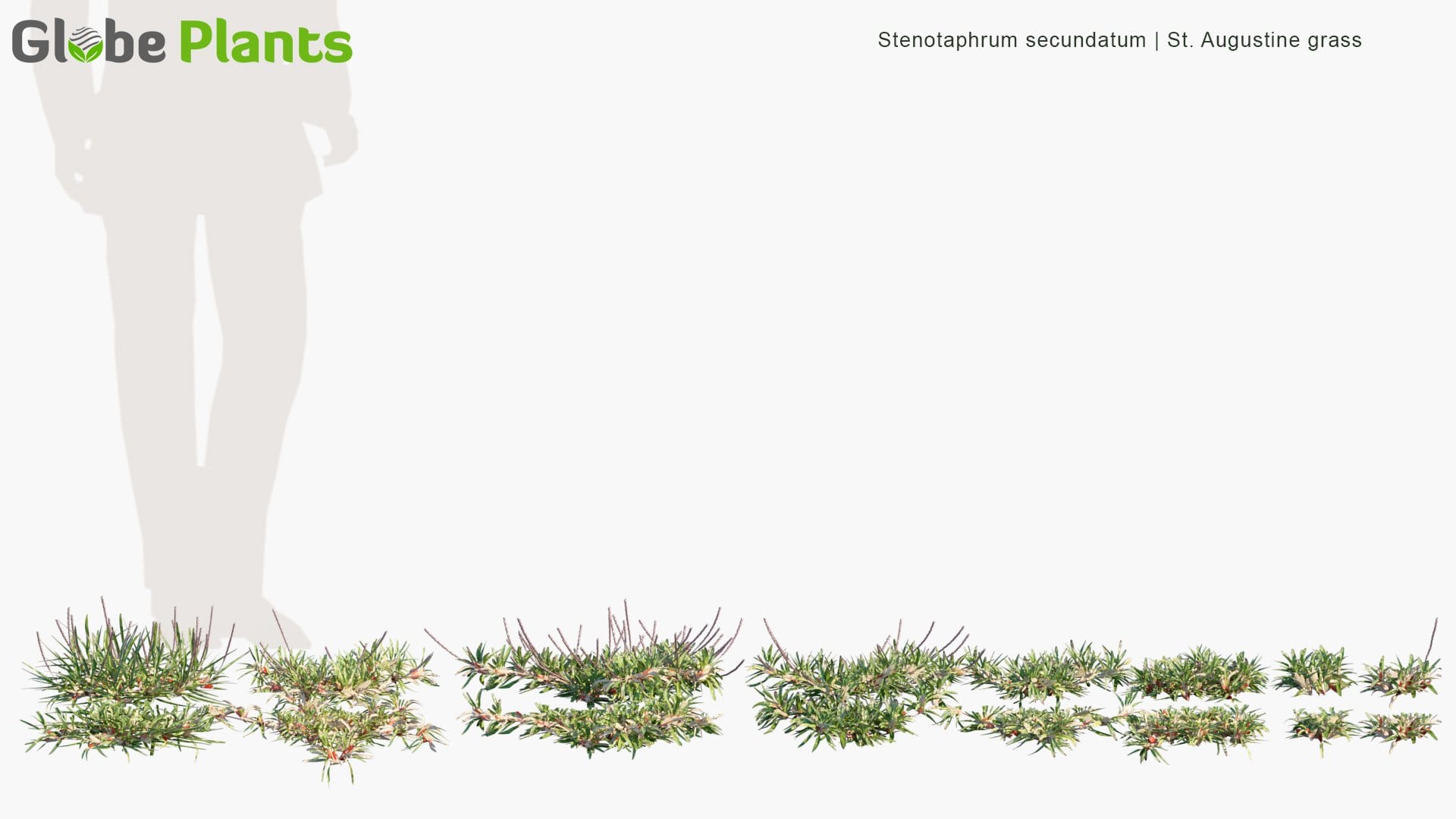 Stenotaphrum Secundatum - St. Augustine Grass, Buffalo Grass (3D Model)