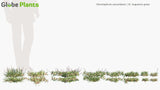 Load image into Gallery viewer, Stenotaphrum Secundatum - St. Augustine Grass, Buffalo Grass (3D Model)