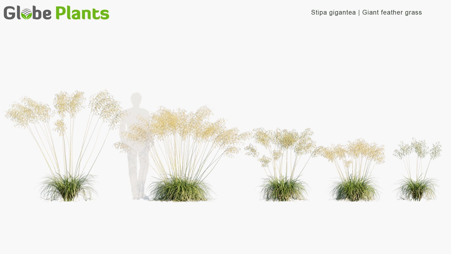 Stipa Gigantea - Giant Feather Grass, Giant Needle Grass, Golden Oats (3D Model)