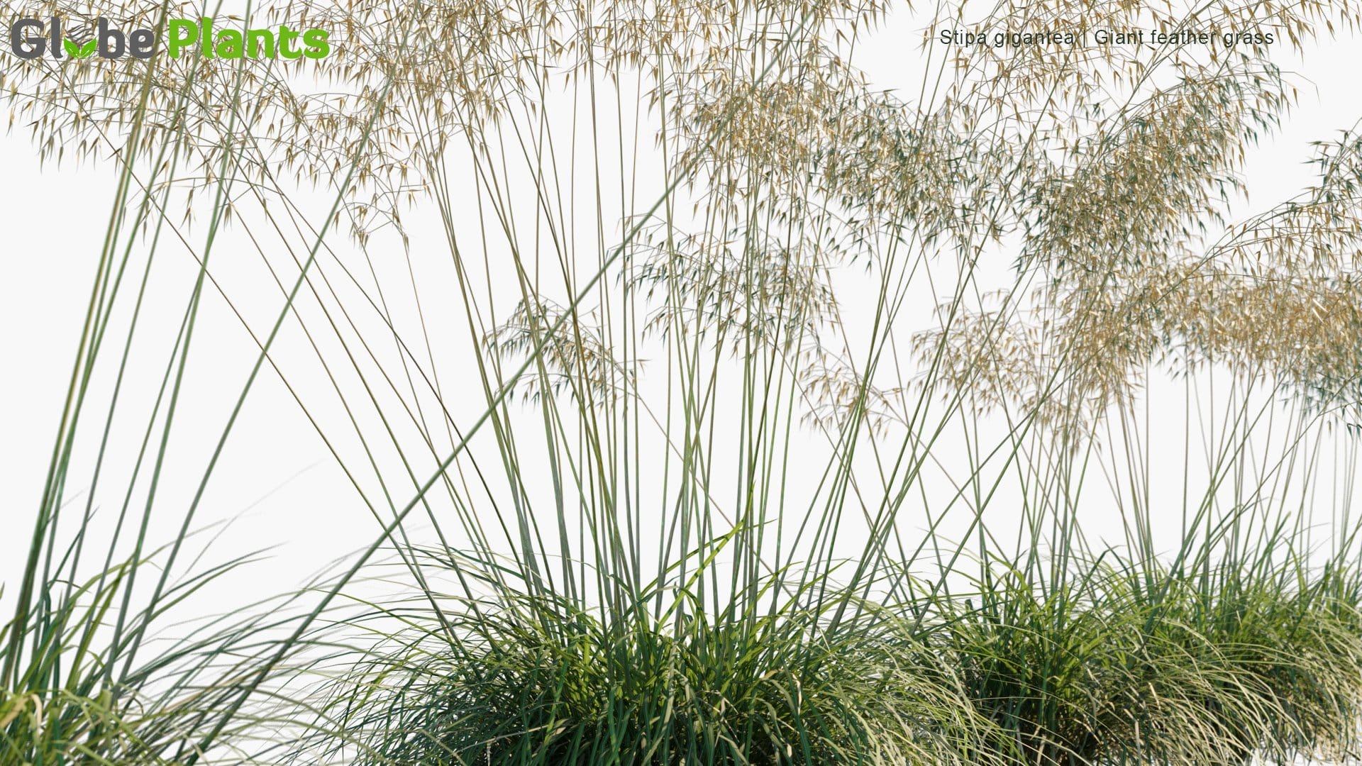 Stipa Gigantea - Giant Feather Grass, Giant Needle Grass, Golden Oats (3D Model)