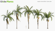 High Poly | Syagrus Romanzoffiana (Queen Palm) 3D Model - GlobePlants