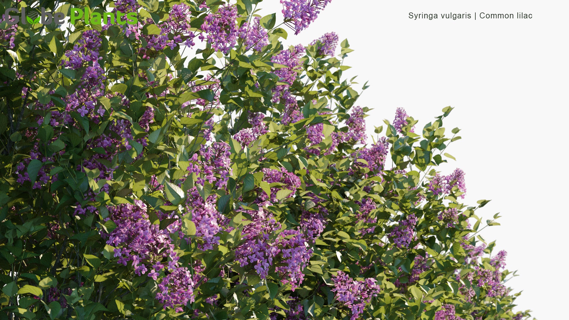 Syringa Vulgaris - Common Lilac (3D Model)