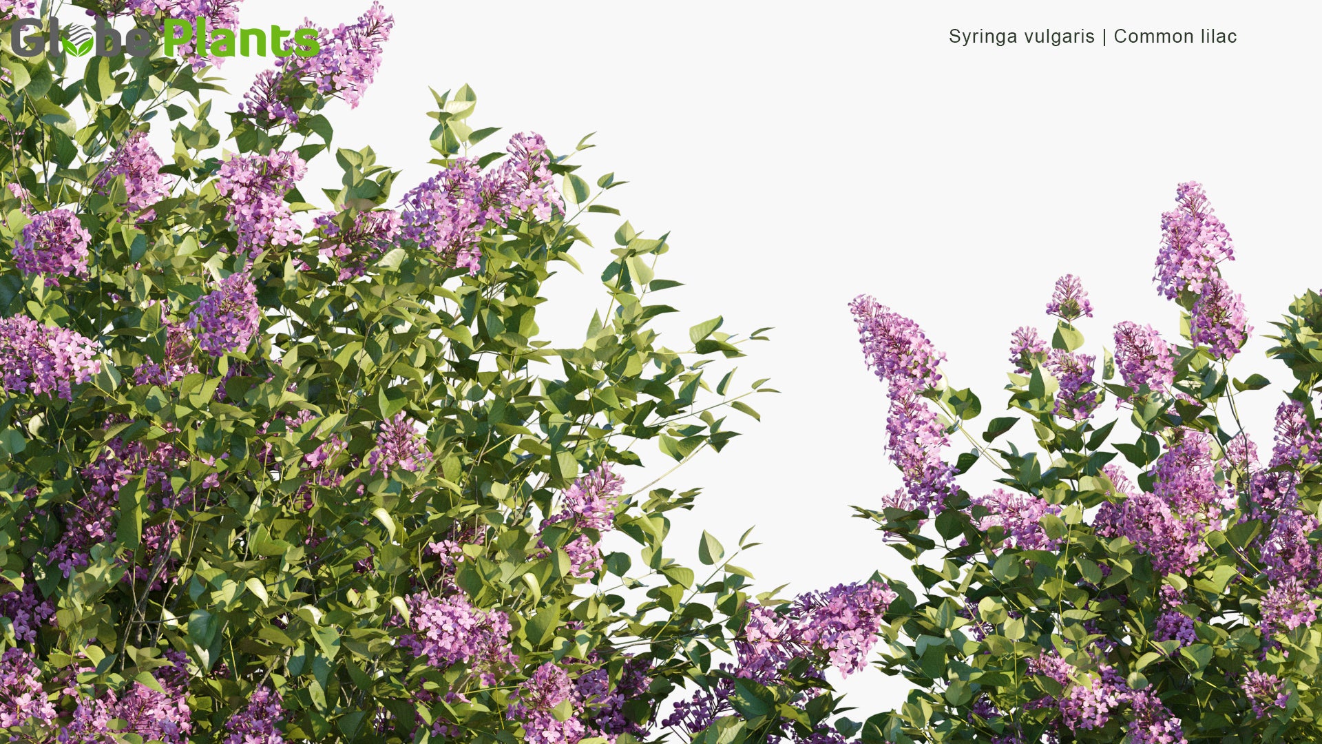 Syringa Vulgaris - Common Lilac (3D Model)