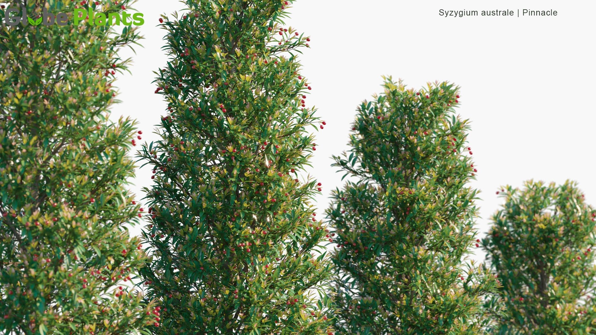 Syzygium Australe - Pinnacle | Hedge (3D Model)