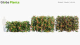 Load image into Gallery viewer, Syzygium &#39;Cascade&#39; - Lilly Pilly | Hedge (3D Model)