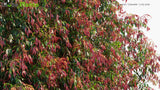Load image into Gallery viewer, Syzygium &#39;Cascade&#39; - Lilly Pilly | Hedge (3D Model)