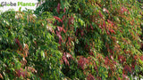 Load image into Gallery viewer, Syzygium &#39;Cascade&#39; - Lilly Pilly | Hedge (3D Model)