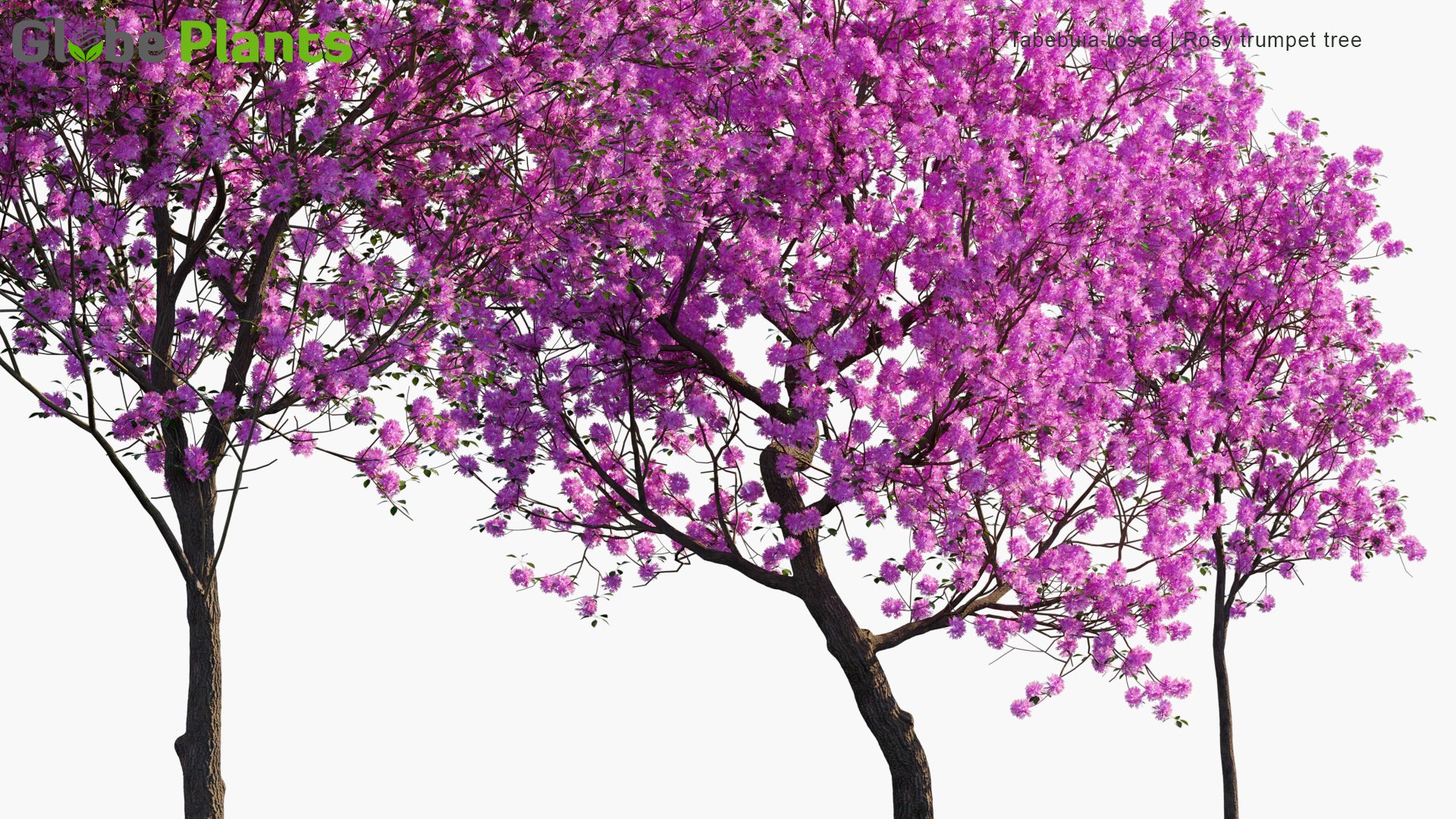 Tabebuia Rosea - Pink Poui, Rosy Trumpet Tree, Roble de Sabana, Tekoma, Maquilíshuat