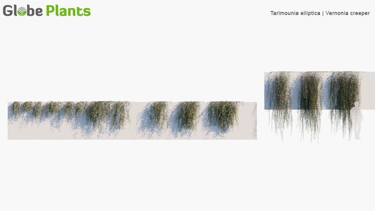 Tarlmounia Elliptica - Vernonia Creeper, Curtain Creeper, Parda Bel (3D Model)