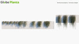 Load image into Gallery viewer, Tarlmounia Elliptica - Vernonia Creeper, Curtain Creeper, Parda Bel (3D Model)