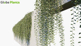 Load image into Gallery viewer, Tarlmounia Elliptica - Vernonia Creeper, Curtain Creeper, Parda Bel (3D Model)