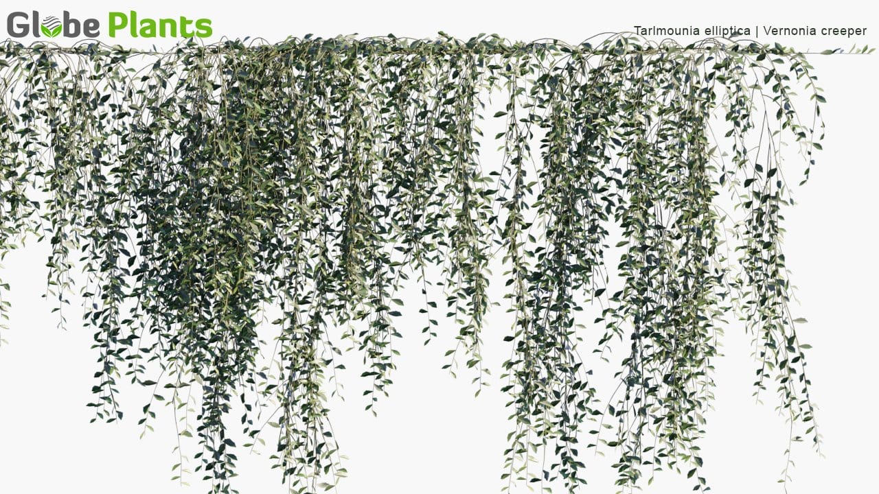 Tarlmounia Elliptica - Vernonia Creeper, Curtain Creeper, Parda Bel (3D Model)
