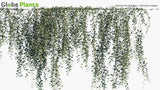 Load image into Gallery viewer, Tarlmounia Elliptica - Vernonia Creeper, Curtain Creeper, Parda Bel (3D Model)