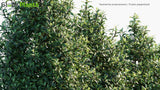 Load image into Gallery viewer, Tasmannia purpurascens - Broad-Leaved Pepperbush, Purple Pepperbush