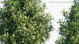 Load image into Gallery viewer, Tasmannia purpurascens - Broad-Leaved Pepperbush, Purple Pepperbush