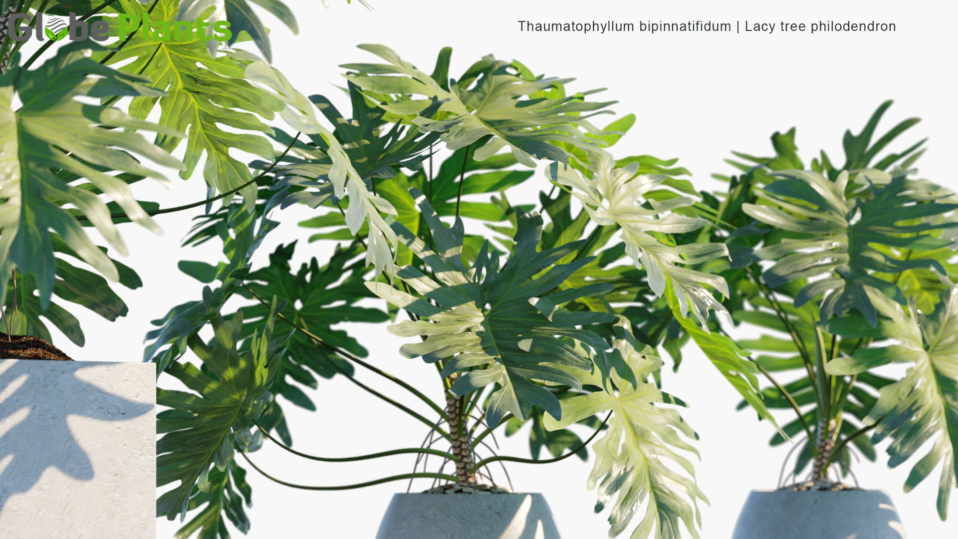 Thaumatophyllum Bipinnatifidum - Lacy Tree Philodendron, Selloum, Horsehead Philodendron, Philodendron Bipinnatifidum