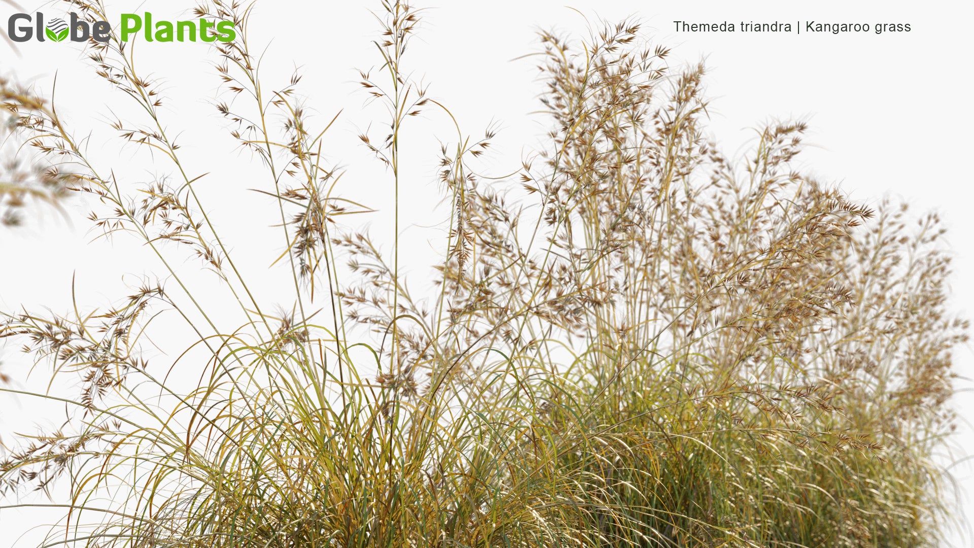 Themeda Triandra - Kangaroo Grass, Red Grass, Red Oat Grass, Rooigras