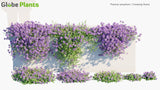 Load image into Gallery viewer, Thymus Serpyllum - Breckland Thyme, Breckland Wild Thyme, Wild Thyme, Creeping Thyme, Elfin Thyme