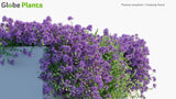 Load image into Gallery viewer, Thymus Serpyllum - Breckland Thyme, Breckland Wild Thyme, Wild Thyme, Creeping Thyme, Elfin Thyme