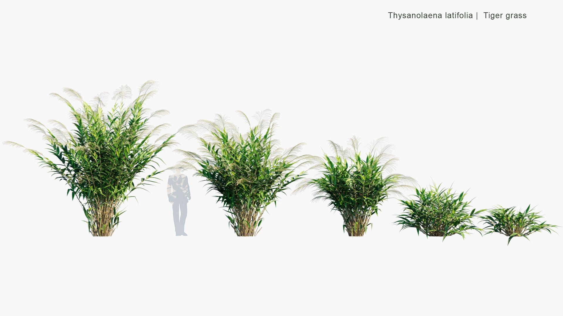 Thysanolaena Latifolia - Tiger Grass (3D Model)