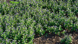 Load image into Gallery viewer, Torenia Fournieri - Bluewings, Wishbone Flower
