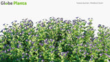 Load image into Gallery viewer, Torenia Fournieri - Bluewings, Wishbone Flower