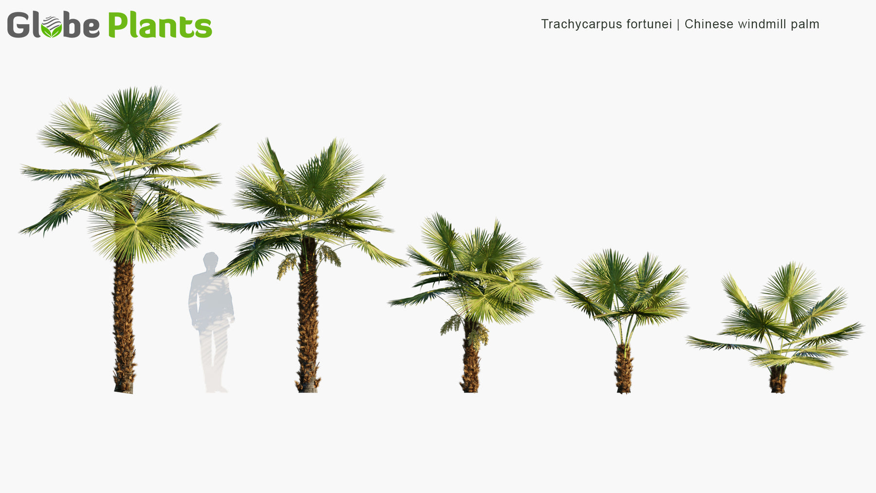 High Poly | Trachycarpus Fortunei (Chinese Windmill Palm) 3D Model