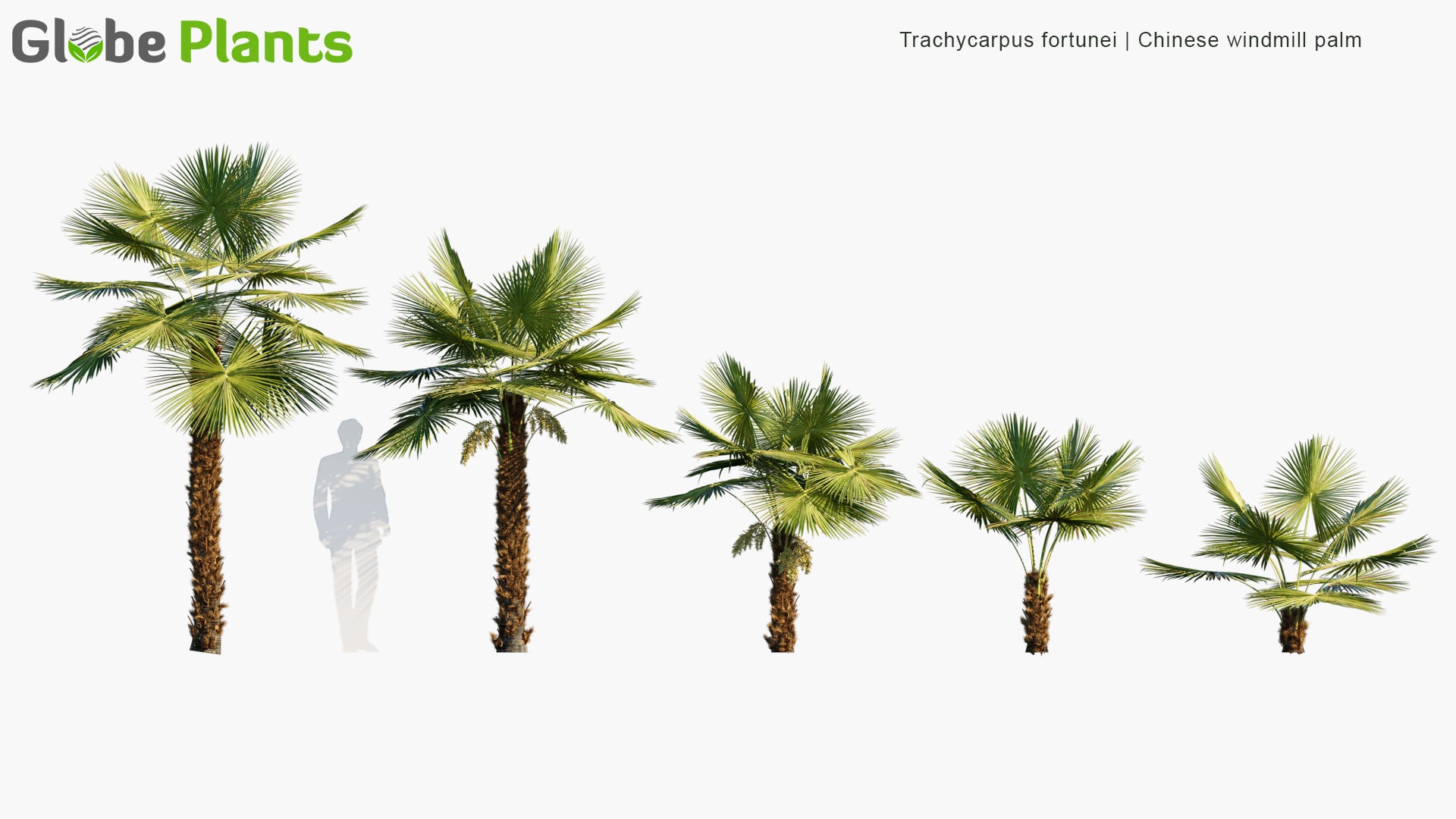 Trachycarpus Fortunei 3D Model