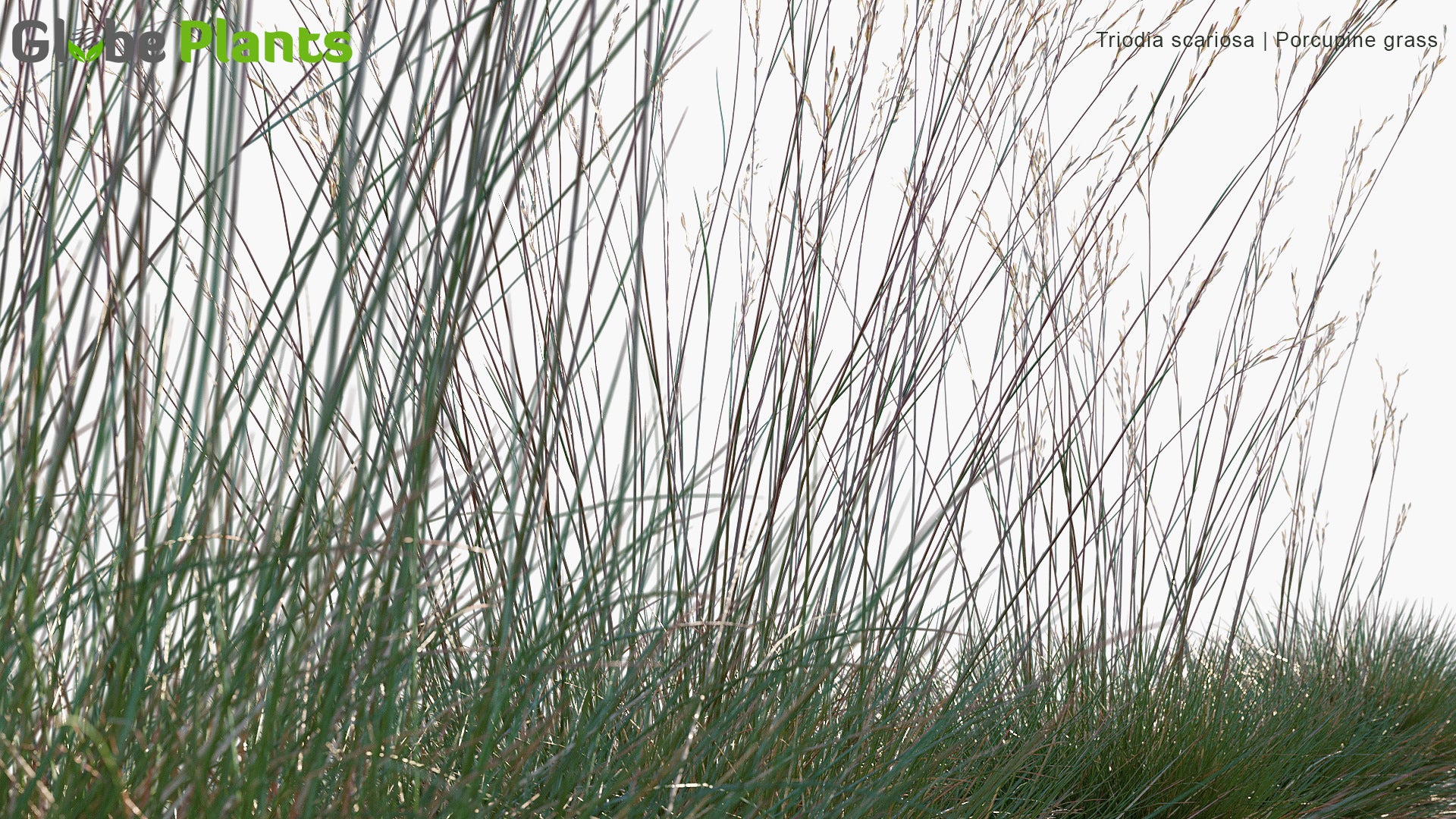 Triodia Scariosa - Porcupine Grass