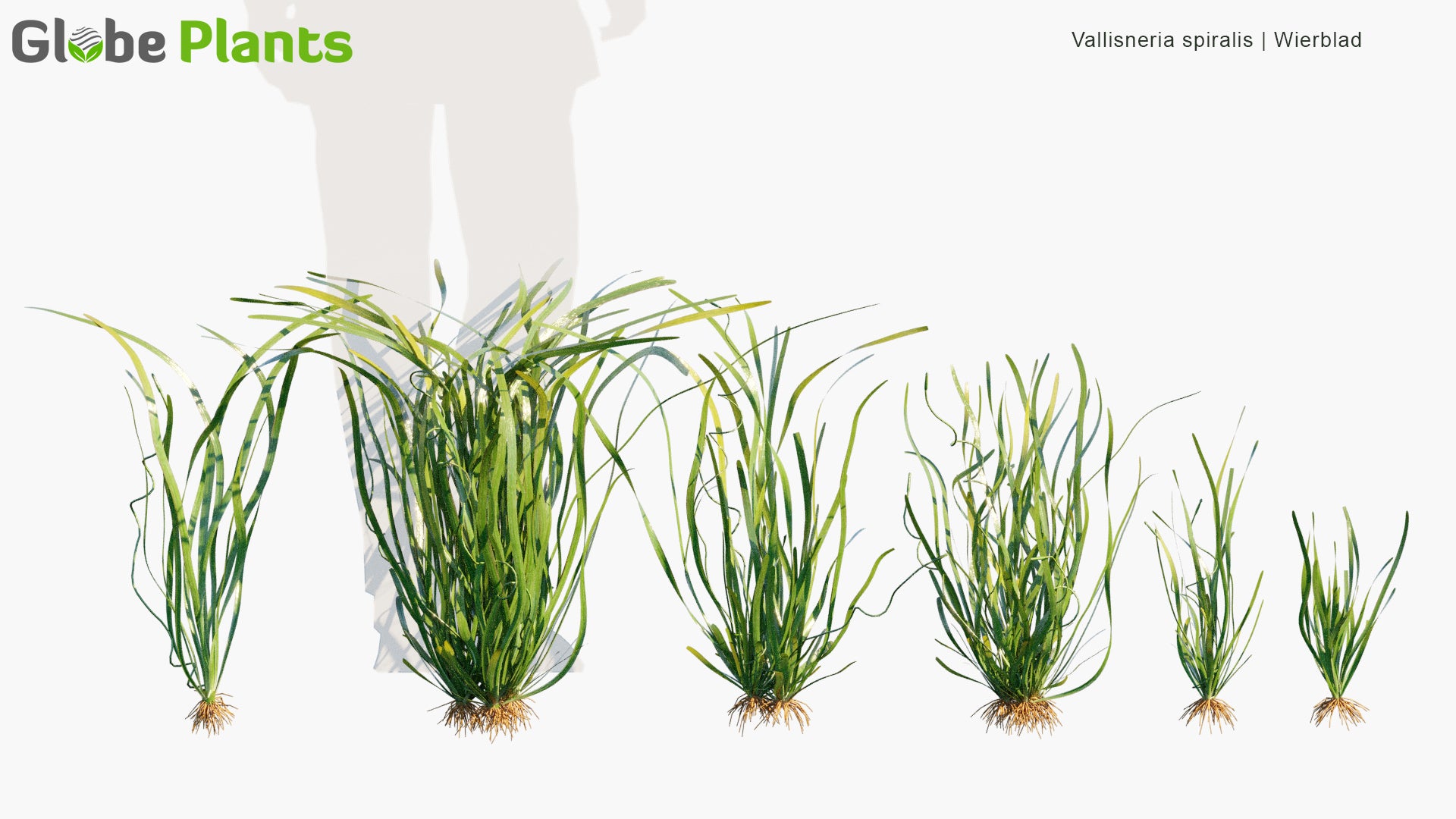Vallisneria Spiralis - Wierblad, Tape Grass, Eel Grass
