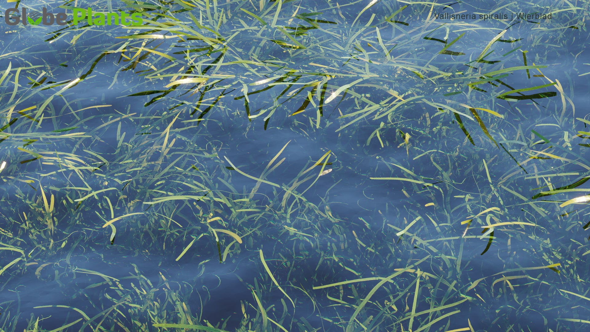 Vallisneria Spiralis - Wierblad, Tape Grass, Eel Grass
