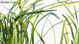 Load image into Gallery viewer, Vallisneria Spiralis - Wierblad, Tape Grass, Eel Grass