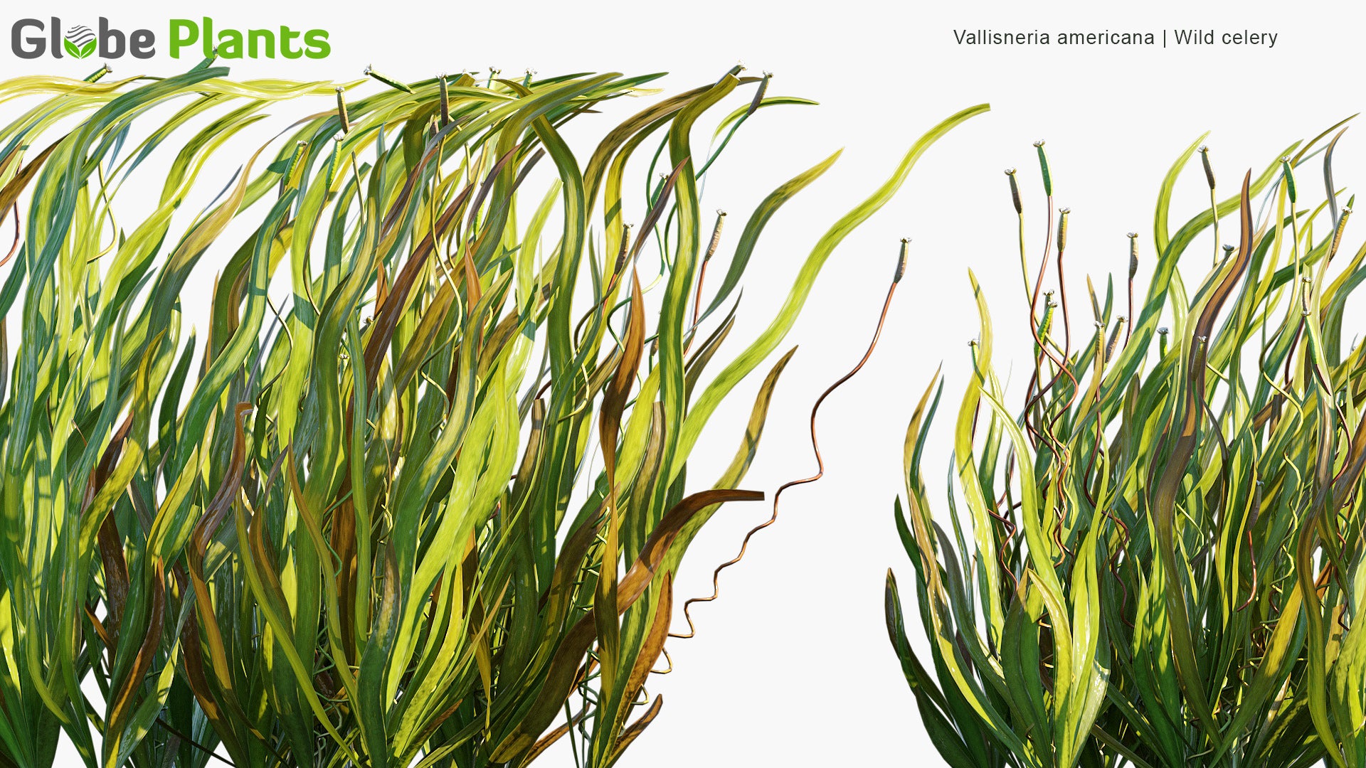 Vallisneria Americana - Wild Celery